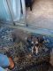 Schnauzer Puppies for sale in Houston, TX 77082, USA. price: $500