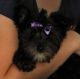 Schnauzer Puppies for sale in Lake City, FL, USA. price: $850