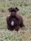 Schnauzer Puppies for sale in Locust Grove, OK 74352, USA. price: $600