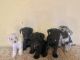 Schnauzer Puppies for sale in Miami, FL, USA. price: $450