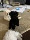 Schnauzer Puppies for sale in Clermont, FL, USA. price: $1,200