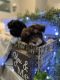 Schnauzer Puppies for sale in Oklahoma City, OK, USA. price: $1,150