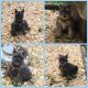 Schnauzer Puppies for sale in Corydon, IN 47112, USA. price: $350