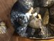 Schnauzer Puppies for sale in Post Falls, ID 83854, USA. price: $350