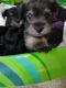 Schnauzer Puppies for sale in Gig Harbor, WA, USA. price: NA