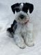 Schnauzer Puppies for sale in Talladega, AL 35160, USA. price: $1,000