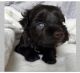Schnauzer Puppies for sale in Katy, TX 77449, USA. price: $1,500