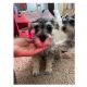 Schnauzer Puppies for sale in Jacksonville, NC, USA. price: $400
