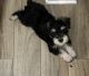 Schnauzer Puppies for sale in Pasadena, TX, USA. price: $850