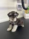 Schnauzer Puppies for sale in Norman, OK, USA. price: $1,500