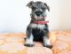 Schnauzer Puppies for sale in 6607 Cove Creek Dr, Billings, MT 59106, USA. price: $750