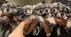 Schnauzer Puppies for sale in Miami, FL, USA. price: $1,000