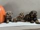 Schnauzer Puppies for sale in Rialto, CA, USA. price: NA