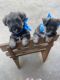 Schnauzer Puppies for sale in LA-8, Louisiana, USA. price: $800