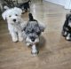 Schnauzer Puppies for sale in Gwinnett County, GA, USA. price: $300