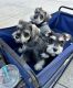 Schnauzer Puppies for sale in Tampa, FL, USA. price: $850