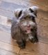 Schnauzer Puppies for sale in Western, AR 71740, USA. price: $950