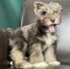 Schnauzer Puppies for sale in Dallas, Texas. price: $500