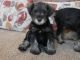 Schnauzer Puppies for sale in Snellville, Georgia. price: $1,500