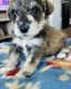Schnauzer Puppies for sale in Mansfield, Texas. price: $1,200