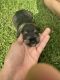 Schnauzer Puppies for sale in Coffs Harbour, New South Wales. price: $2,500