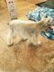 Schnauzer Puppies for sale in Sterling Heights, MI, USA. price: NA