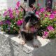 Schnauzer Puppies for sale in Bakersfield, CA, USA. price: NA