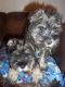 Schnauzer Puppies for sale in Houston, TX, USA. price: $400