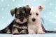 Schnauzer Puppies for sale in Madison, WI, USA. price: NA