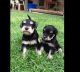 Schnauzer Puppies for sale in Topeka, KS, USA. price: NA
