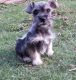 Schnauzer Puppies for sale in Little Rock, AR, USA. price: $400