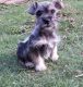 Schnauzer Puppies for sale in Jackson, MS, USA. price: NA