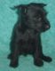 Schnauzer Puppies for sale in Anne Manie, AL 36722, USA. price: $400