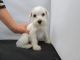 Schnauzer Puppies for sale in Doddridge, Sulphur Township, AR 71826, USA. price: $600