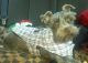 Schnauzer Puppies for sale in San Diego, CA, USA. price: $650