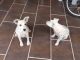 Schnauzer Puppies for sale in Los Angeles, CA, USA. price: NA