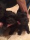 Schnauzer Puppies for sale in Hot Springs, AR, USA. price: $350