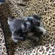 Schnauzer Puppies for sale in Katy, TX, USA. price: NA
