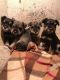 Schnauzer Puppies for sale in Terminal Dr, Nashville, TN 37214, USA. price: $400