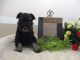 Schnauzer Puppies for sale in Canton, OH, USA. price: $150