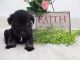 Schnauzer Puppies for sale in Canton, OH, USA. price: $1,150