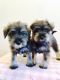 Schnauzer Puppies for sale in Ann Arbor, MI, USA. price: NA