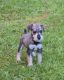 Schnauzer Puppies for sale in Sylvania, GA 30467, USA. price: $800