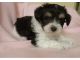 Schnauzer Puppies for sale in Virginia Beach, VA, USA. price: $450