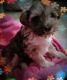 Schnauzer Puppies for sale in South Boston, VA 24592, USA. price: $1,800