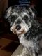Schnauzer Puppies for sale in Toledo, OH 43614, USA. price: $75