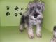 Schnauzer Puppies for sale in St Cloud, FL 34771, USA. price: NA
