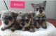 Schnauzer Puppies for sale in Waco, TX, USA. price: NA