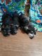 Schnauzer Puppies for sale in Bolckow, MO 64427, USA. price: NA