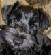 Schnauzer Puppies for sale in Pasadena, TX, USA. price: $500